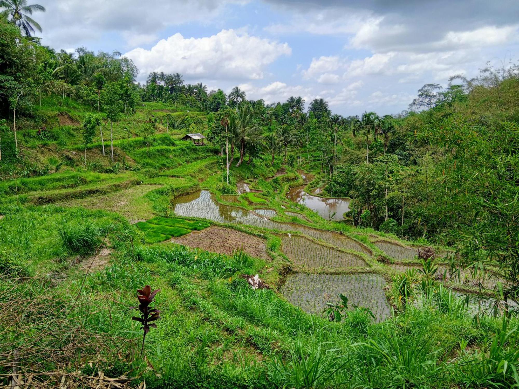 Linkgreen Homestay Lombok Tetebatu Rom bilde